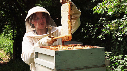 Thumbnail for A Day on Five Acre Farm - showing beekeeper extracting honey