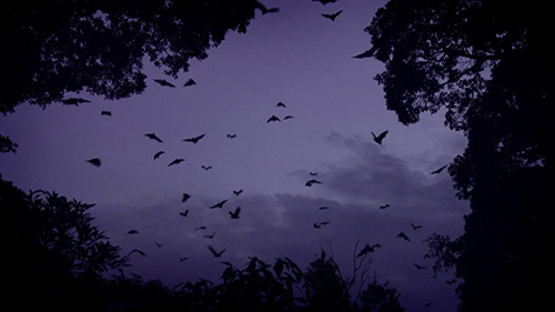 Thumbnail for A Good News Story - showing bats flying in the twilight