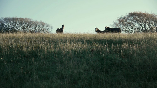 Thumbnail for Connectivity - showing horses looking over a sunlit field