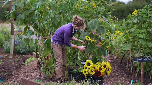 Thumbnail for Flower Picking on Five Acre Farm - showing a woman in front of sunflowers