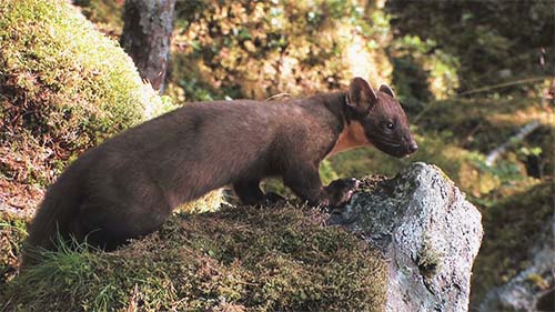 Thumbnail for Wild again in Wales - showing a pine marten